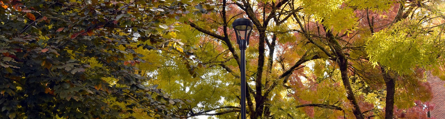 Fall trees on campus