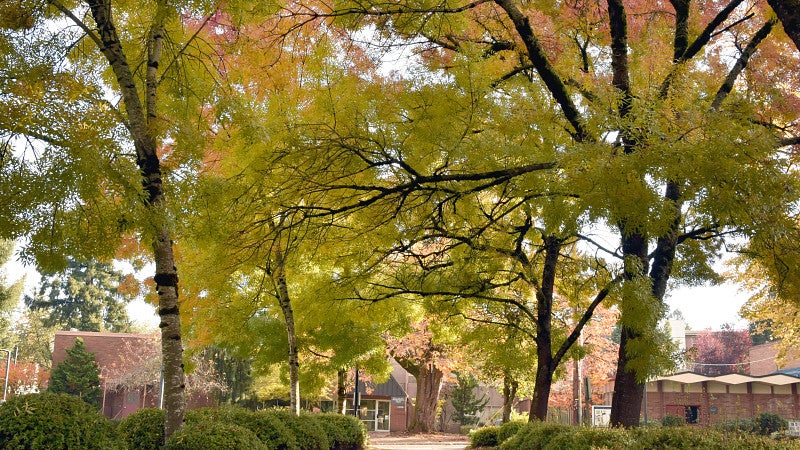 Campus pathway