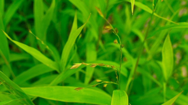 Close-up shot of green grass growing on campus