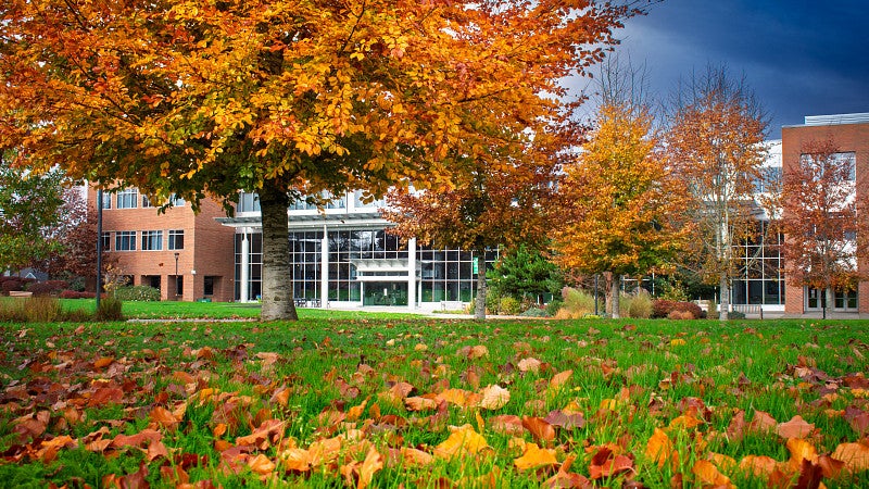 Bright fall leaves in front of the Library & Learning Center