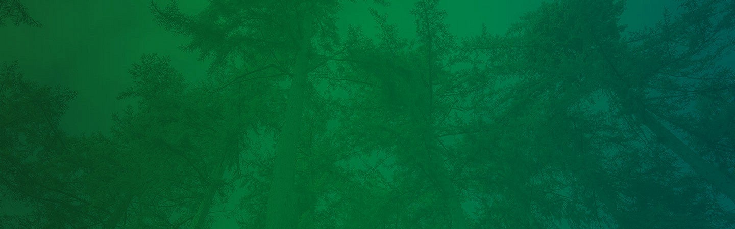 Green trees background