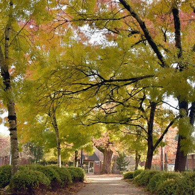 Campus pathway